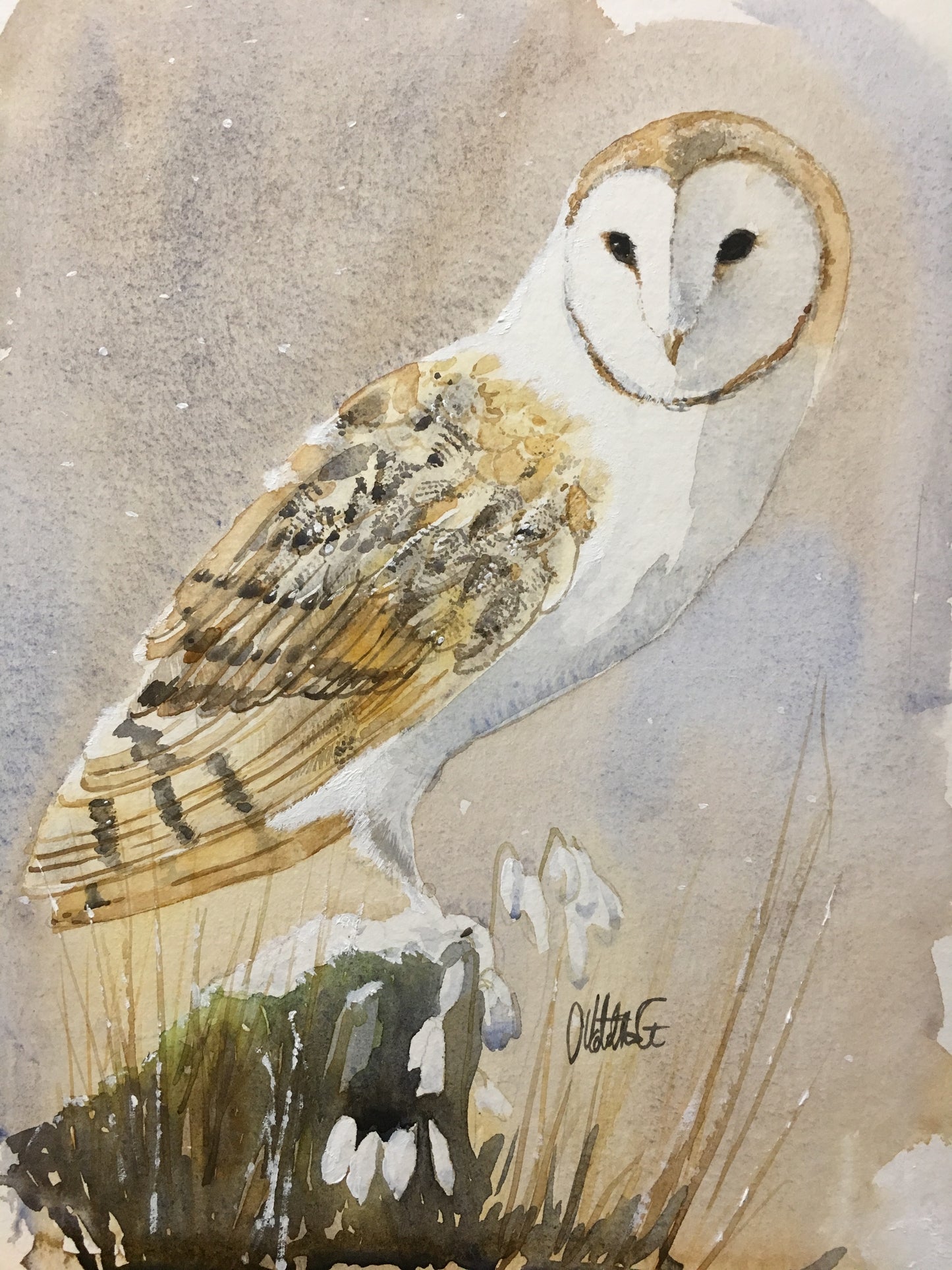 Barn Owl Wall Art - The First Snowdrops